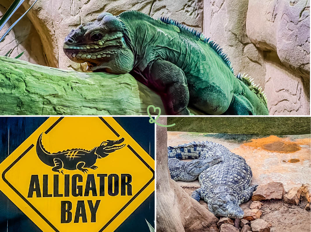 Alligator ko'rfazi - Beauvoir | Secret World Trip Planner
