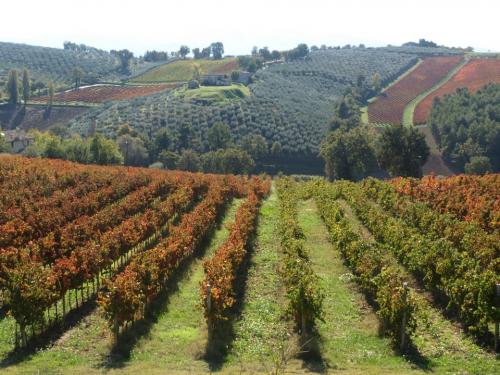 Sagrantino de Montefalco - Montefalco | Secret World Trip Planner