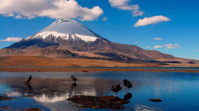 Las Vicuñas National Reserve