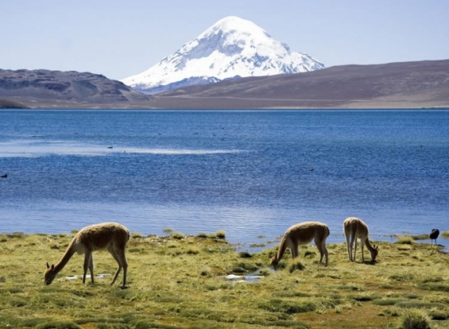 Las Vicuñas National Reserve | Secret World Trip Planner