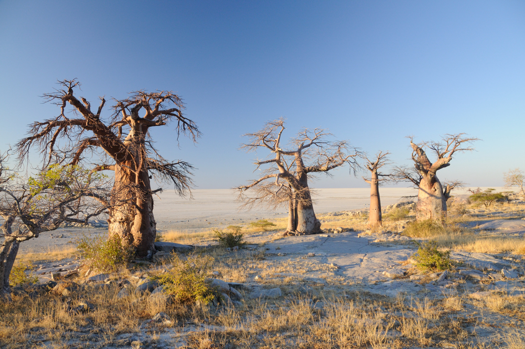 Kubu Island, Makgadikgadi Pan, Botswana - Kubu Island | Secret World Trip Planner