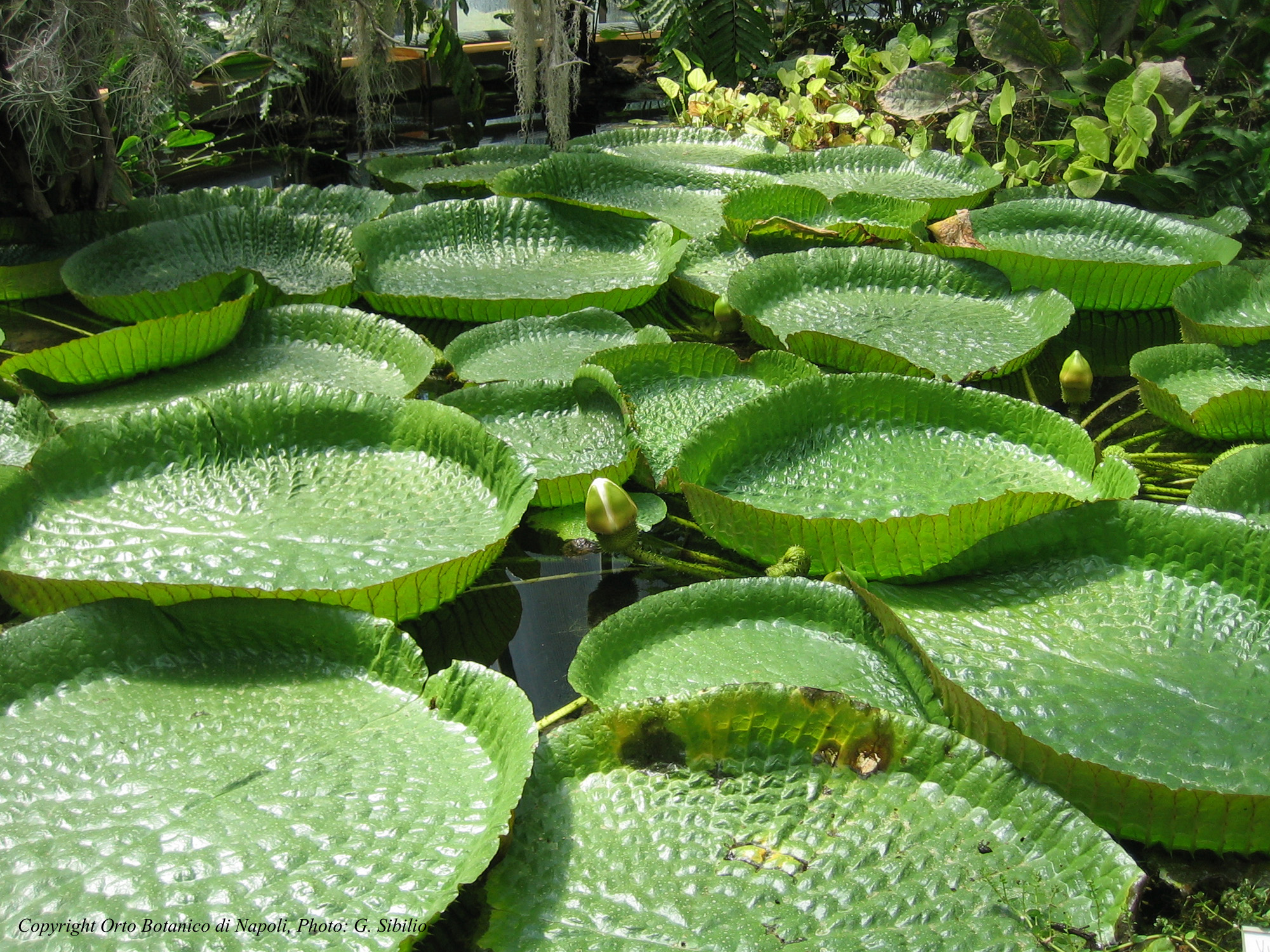 Botanische tuin van Napels - Napoli | Secret World Trip Planner
