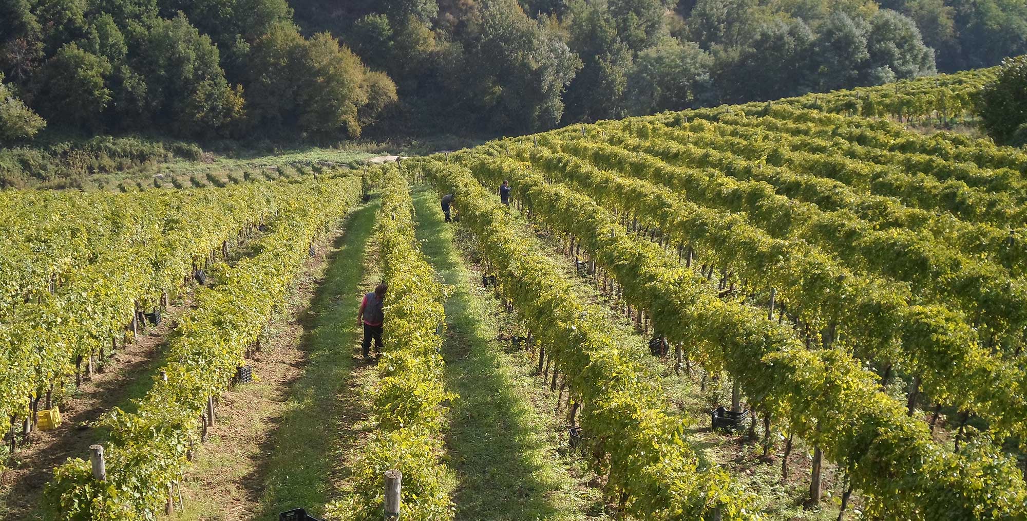 Fiano ya Avellino DOCG - Provincia di Avellino | Secret World Trip Planner