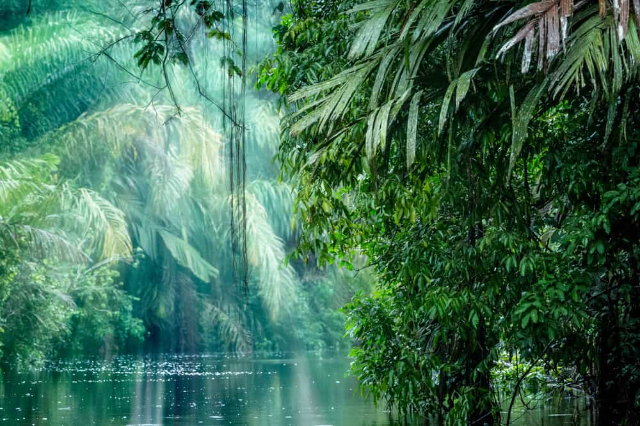 Tortuguero-Nationalpark - Provincia di Limón | Secret World Trip Planner
