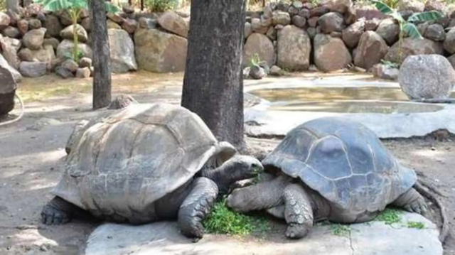 Nehru Zoological Park - Hyderabad | Secret World Trip Planner