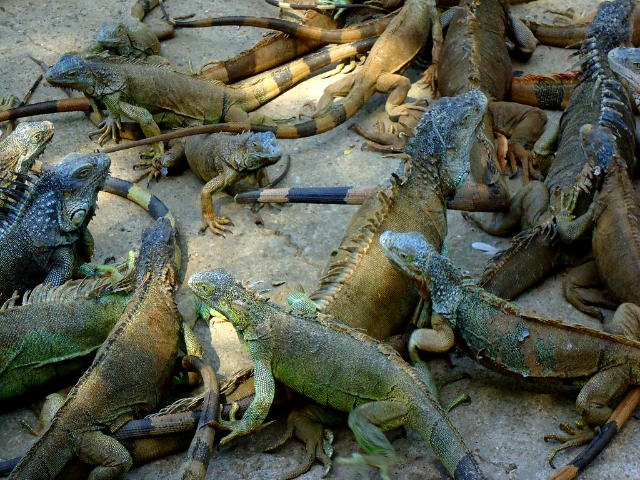 Ferme des iguanes — French Cay