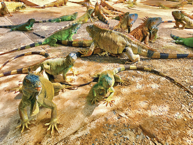 Ferme des iguanes - French Cay | Secret World Trip Planner