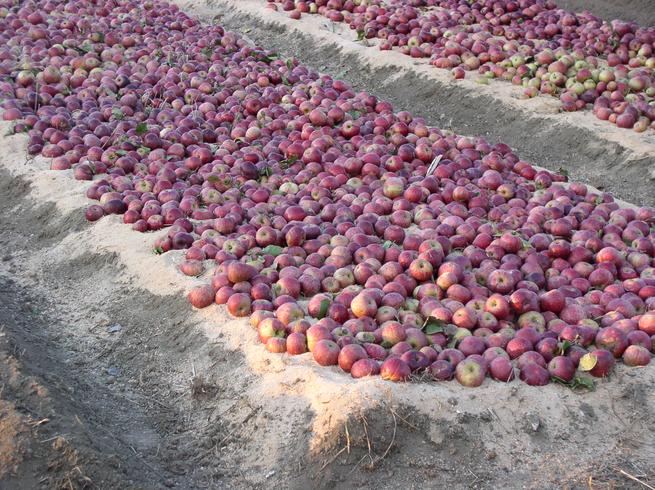 Melannurca Campana - Malkia wa Apples - Amorosi | Secret World Trip Planner