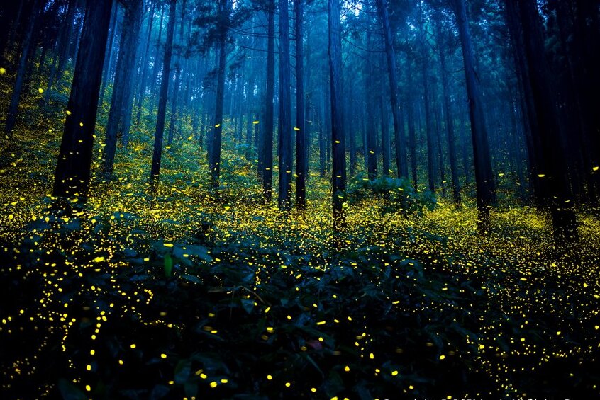 Okayama y La Luz de la Luciérnaga — Okayama