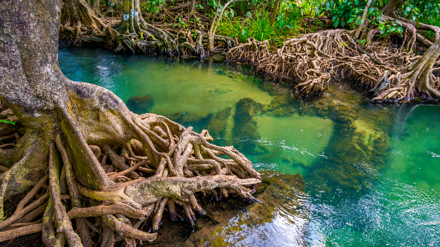 Mangroven-Reservat Isla Corazon - Bahia de Caraquez | Secret World Trip Planner