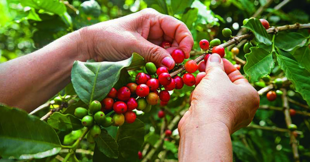 El café Manabí - Manta | Secret World Trip Planner