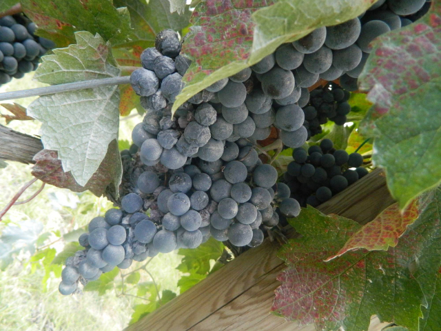 Legenden om Sangiovese - Santarcangelo di Romagna | Secret World Trip Planner