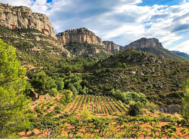 Los vinos del Priorat — Priorat