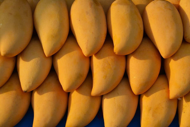 Queen of the Mangoes, Kesar - Lucknow | Secret World Trip Planner