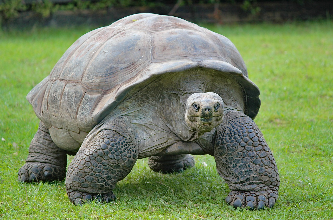 Aldabra : the atoll of wonders - Aldabra | Secret World Trip Planner