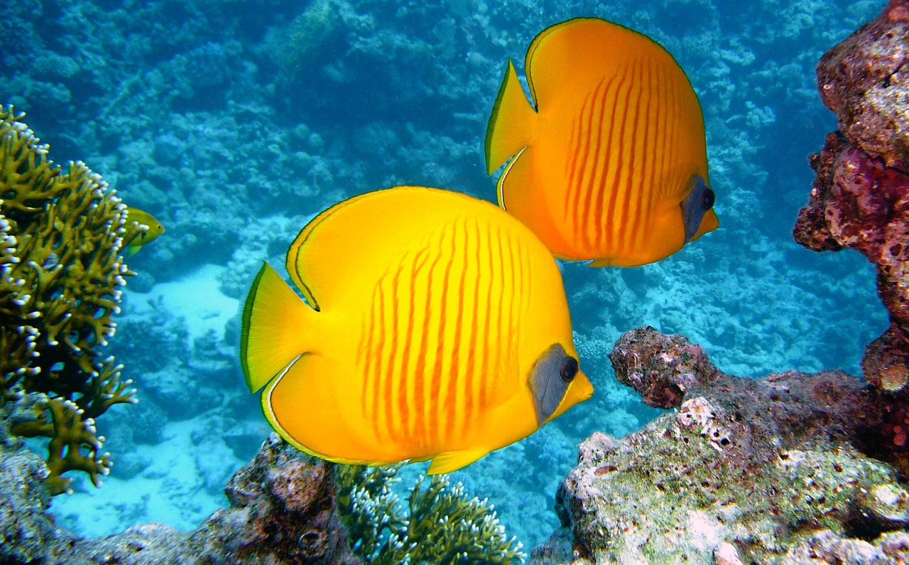 Il più grande sistema di barriera corallina del mondo, la Grande Barriera Corallina - Grande barriera corallina | Secret World Trip Planner