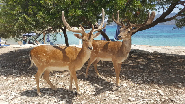 Islote Moni: Un trozo de paraíso virgen a sólo un paseo en barco - Moni Eginas | Secret World Trip Planner