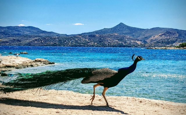 Islote Moni: Un trozo de paraíso virgen a sólo un paseo en barco - Moni Eginas | Secret World Trip Planner