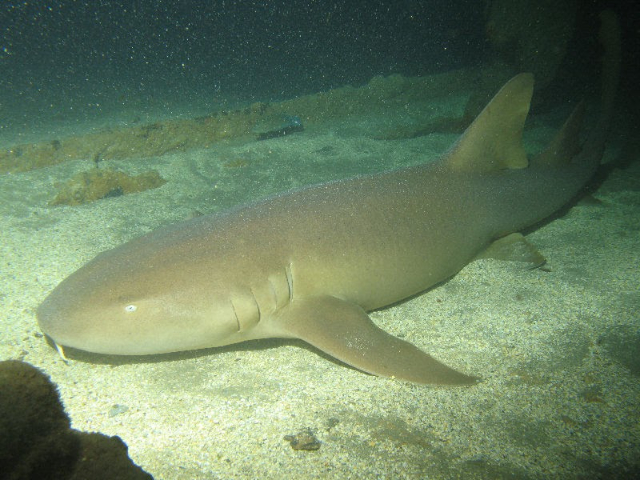 Santos Municipal Aquarium - Santos - SP | Secret World Trip Planner