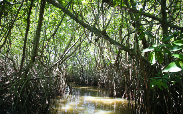 Jardín de manglares de Nara - Negombo | Secret World Trip Planner