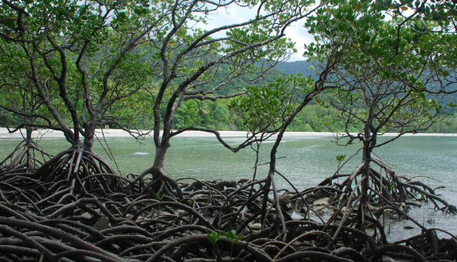 Jardín de manglares de Nara - Negombo | Secret World Trip Planner