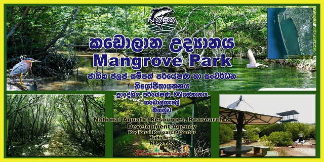 Jardín de manglares de Nara - Negombo | Secret World Trip Planner