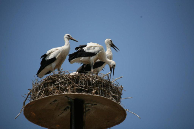 Il fascino nascosto della Filippiada: dove natura e storia si incontrano — Filippiada