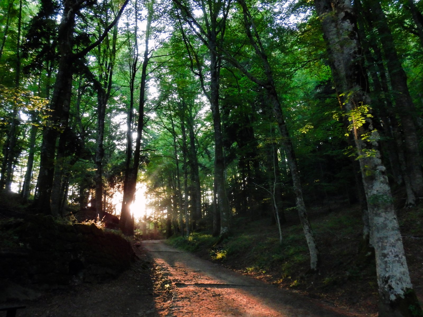 National Park of Casentino Forests, Mount Falterona and Campigna - Arezzo | Secret World Trip Planner