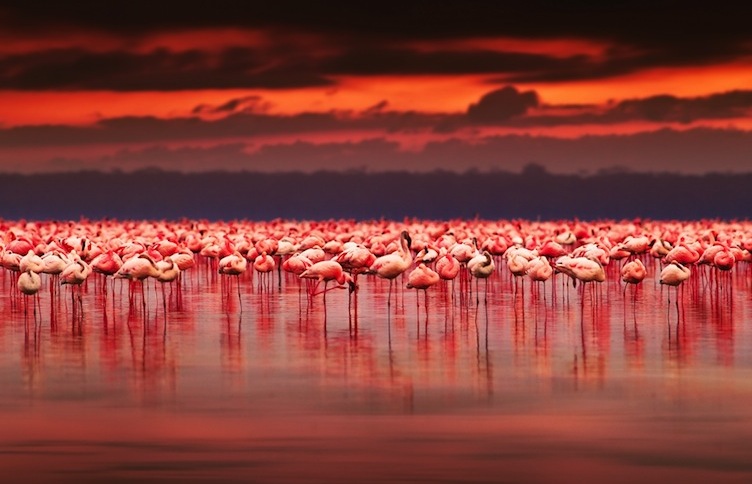 Lago Nakuru de Kenya: Hogar de miles de flamencos rosados — Lago Nakuru