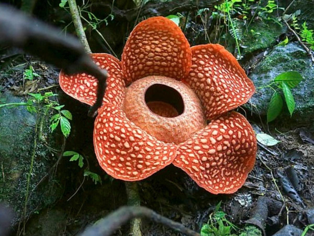 Rafflesia, la flor más grande del mundo - Distretto di Phanom | Secret World Trip Planner