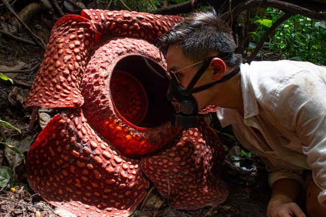 Rafflesia, la flor más grande del mundo - Distretto di Phanom | Secret World Trip Planner