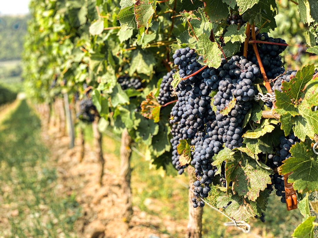 Sangiovese DOC Of Romagna - Cesena | Secret World Trip Planner