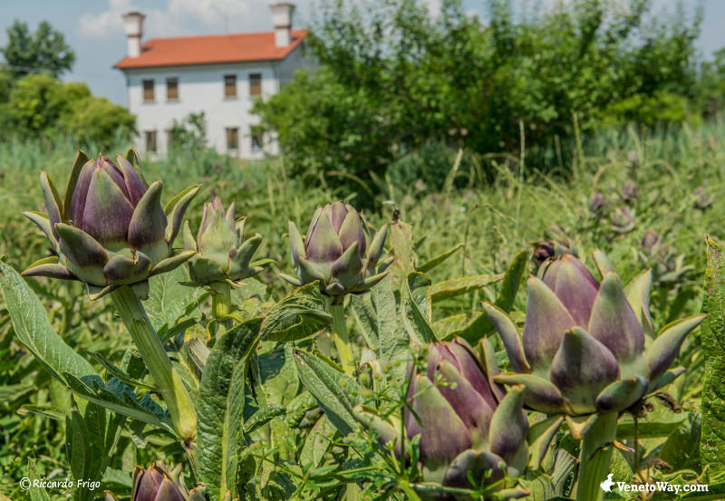 Bhliosán gréine de Sant ' erasmo - Venezia | Secret World Trip Planner