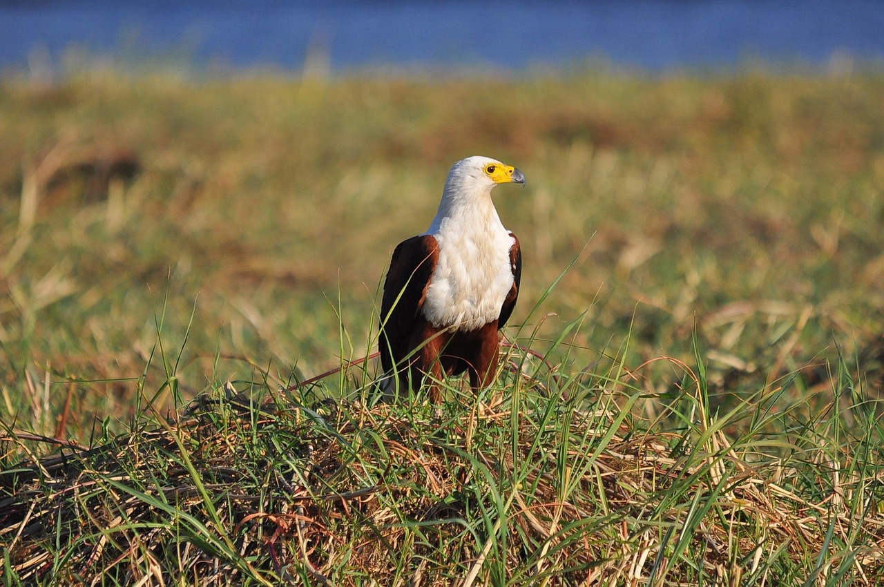 Botswana | Kubu Island  - Kubu Island | Secret World Trip Planner
