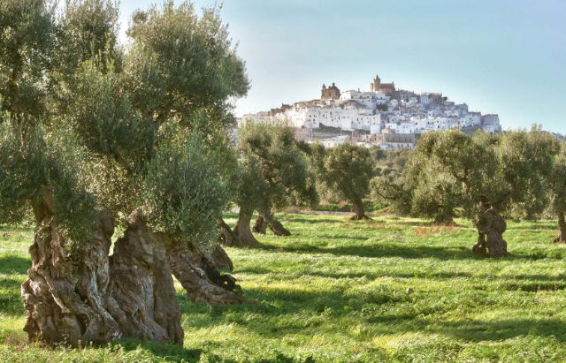 El aceite de Ostuni - Ostuni | Secret World Trip Planner