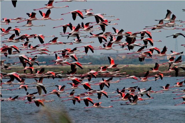 Cagar alam Salina di Cervia - 61 | Secret World Trip Planner