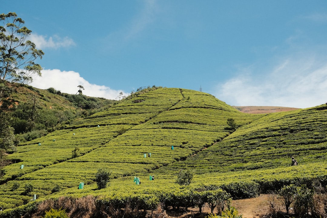 Srilanka es una de las islas vecinas de la India y es famosa por su - Distretto di Nuwara Eliya | Secret World Trip Planner