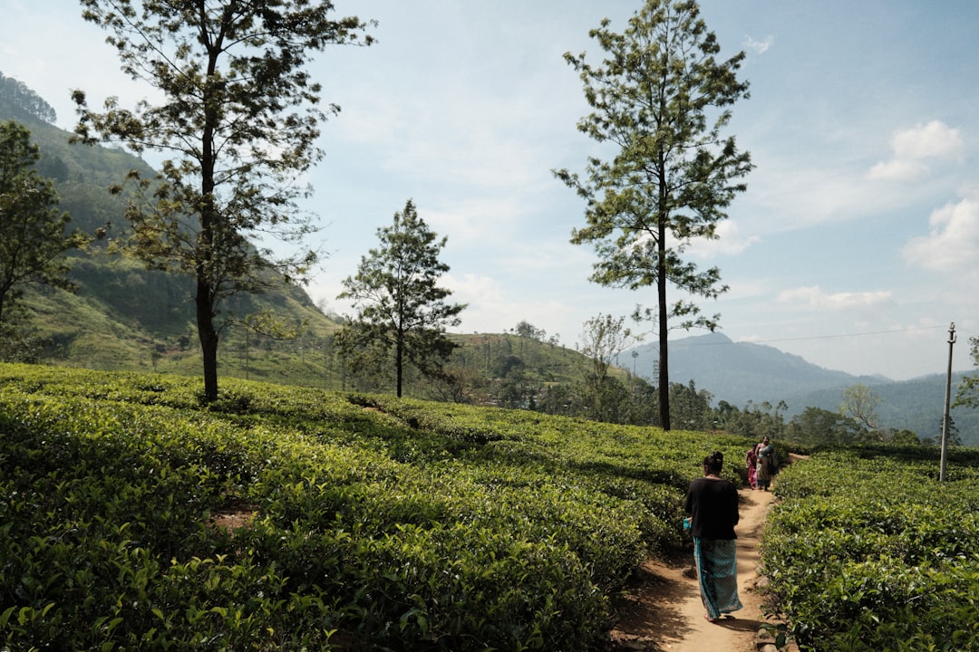 Srilanka es una de las islas vecinas de la India y es famosa por su - Distretto di Nuwara Eliya | Secret World Trip Planner
