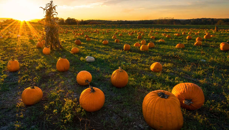 The Pumpkin Garden - Pignataro Maggiore | Secret World Trip Planner