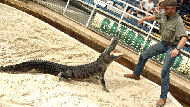 TIROLINA EN GATORLANDIA - Orlando | Secret World Trip Planner