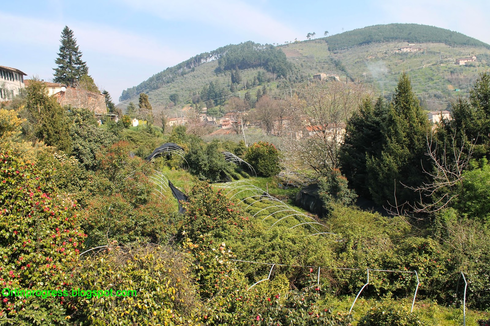 Ancient Chiusa Borrini between tea and beautiful camellias - Capannori | Secret World Trip Planner