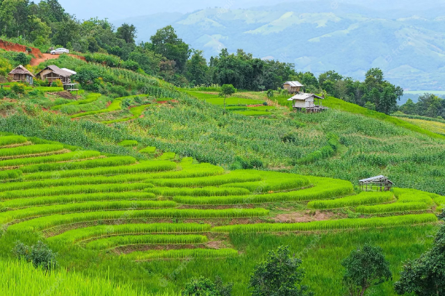 Pa Pong Pieng Rice Terraces - Tambon Chang Khoeng | Secret World Trip Planner