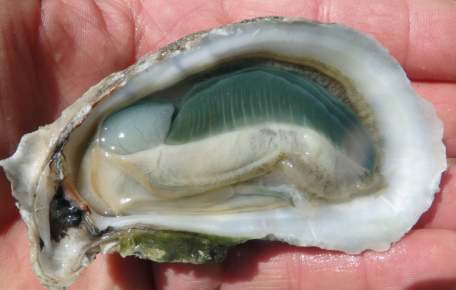 Ostras de agalla verde - Carolina Beach | Secret World Trip Planner