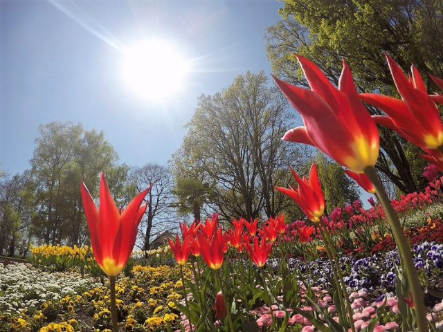 Mainau เกาะแห่งดอกไม้ - Costanza | Secret World Trip Planner