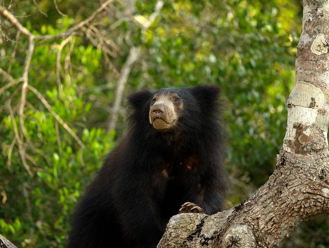 Parque Nacional de Wilpattu