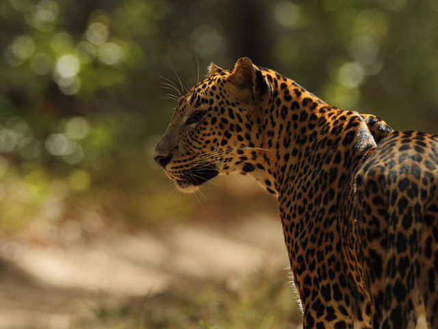 Parque Nacional de Wilpattu | Secret World Trip Planner