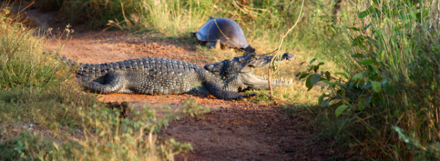 Parque Nacional de Wilpattu | Secret World Trip Planner