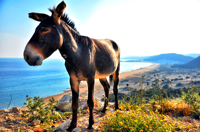 The Donkeys of Dipkarpaz National Park: Cyprus' Unique Inhabitants - Dipkarpaz | Secret World Trip Planner