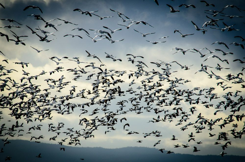 Sanctuaire d'oiseaux de Reifel — Delta