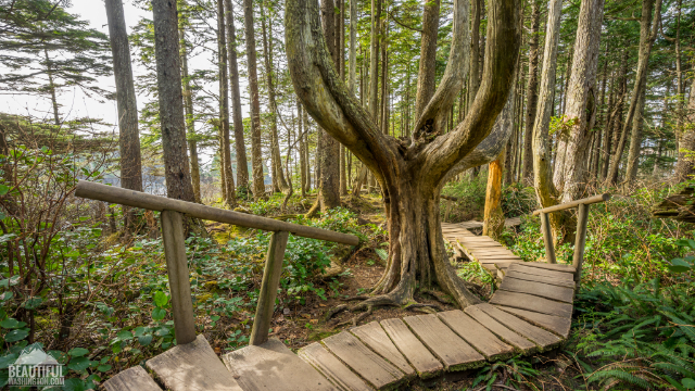 کیپ چاپلوسی - Cape Flattery Trail | Secret World Trip Planner